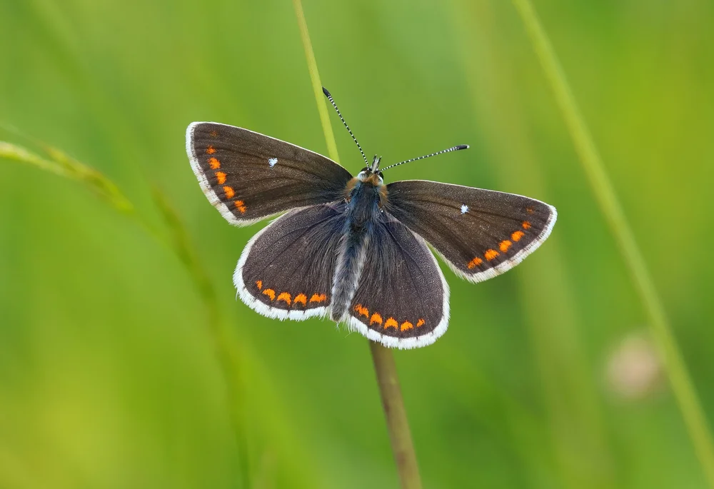 Brown-Argus©Iain-Cowe