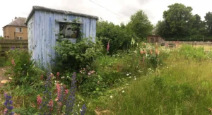 Garden shed with attractive wildflower border