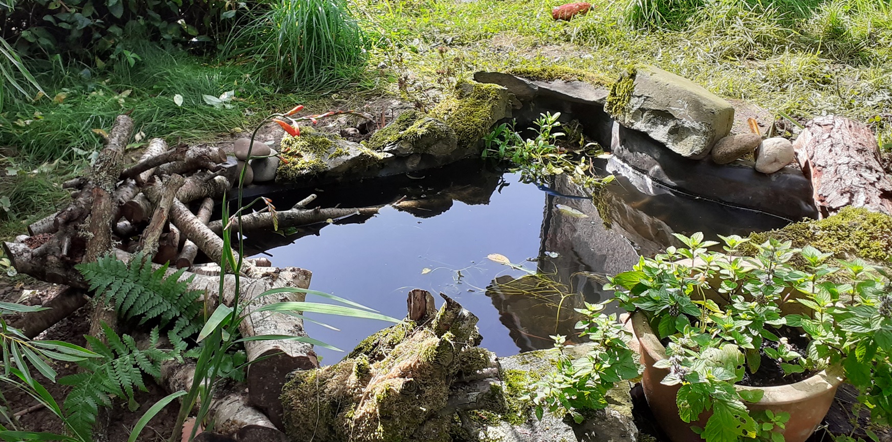 wild-your-space microgrant pond